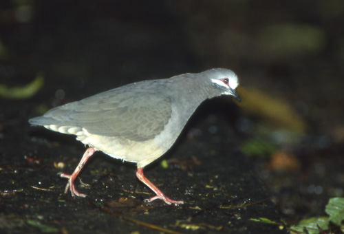 Geotrygon veraguensis